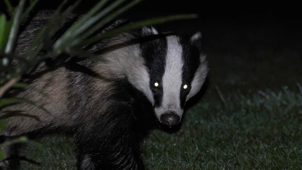 Zwierzęta nocy: fascynujące cechy i przystosowania do ciemności