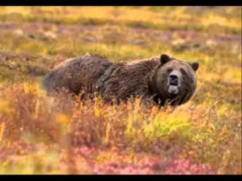 Najzabawniejsze filmy o zwierzętach na YouTube po polsku - TOP 10